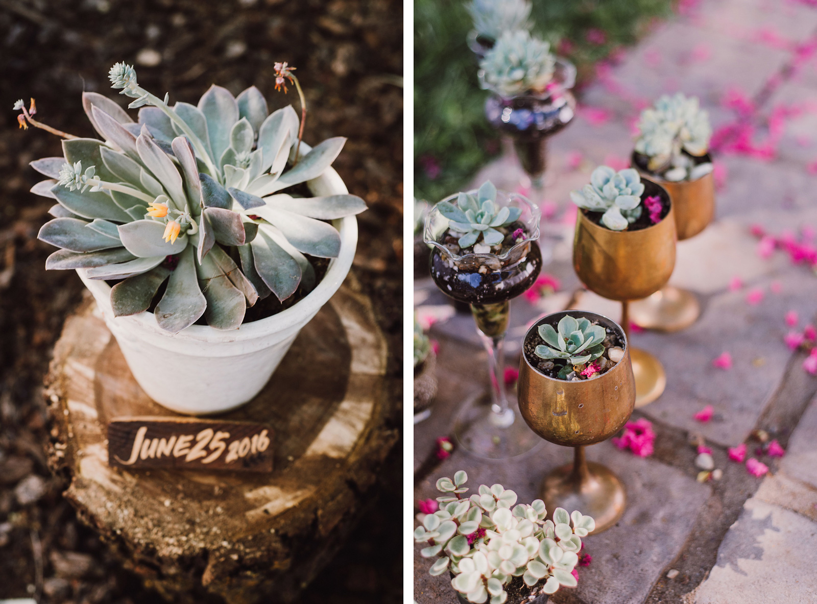 Succulent plant decorations | Backyard Chico California Wedding