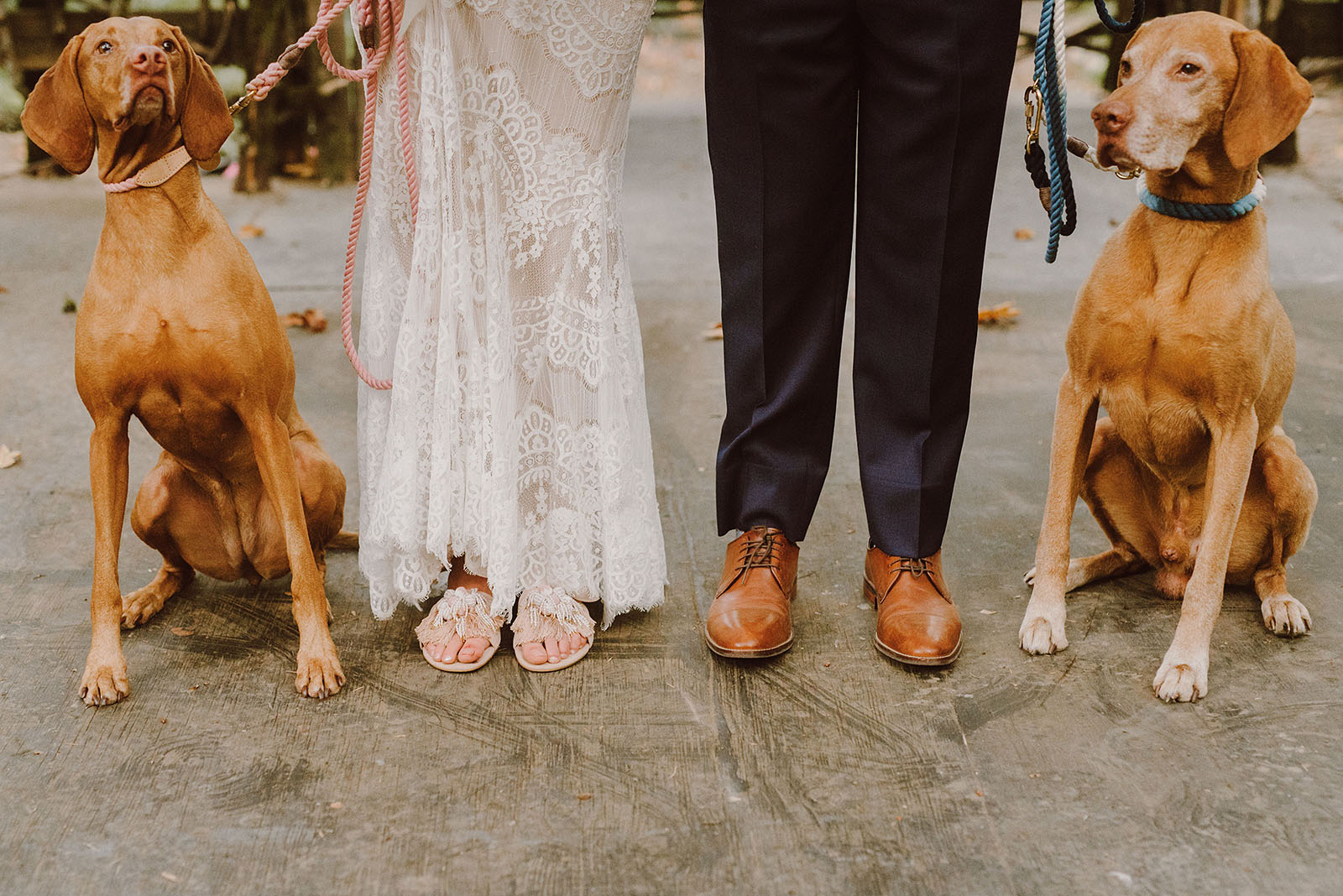 portrait of the bride and groom with their dogs - portland wedding photography